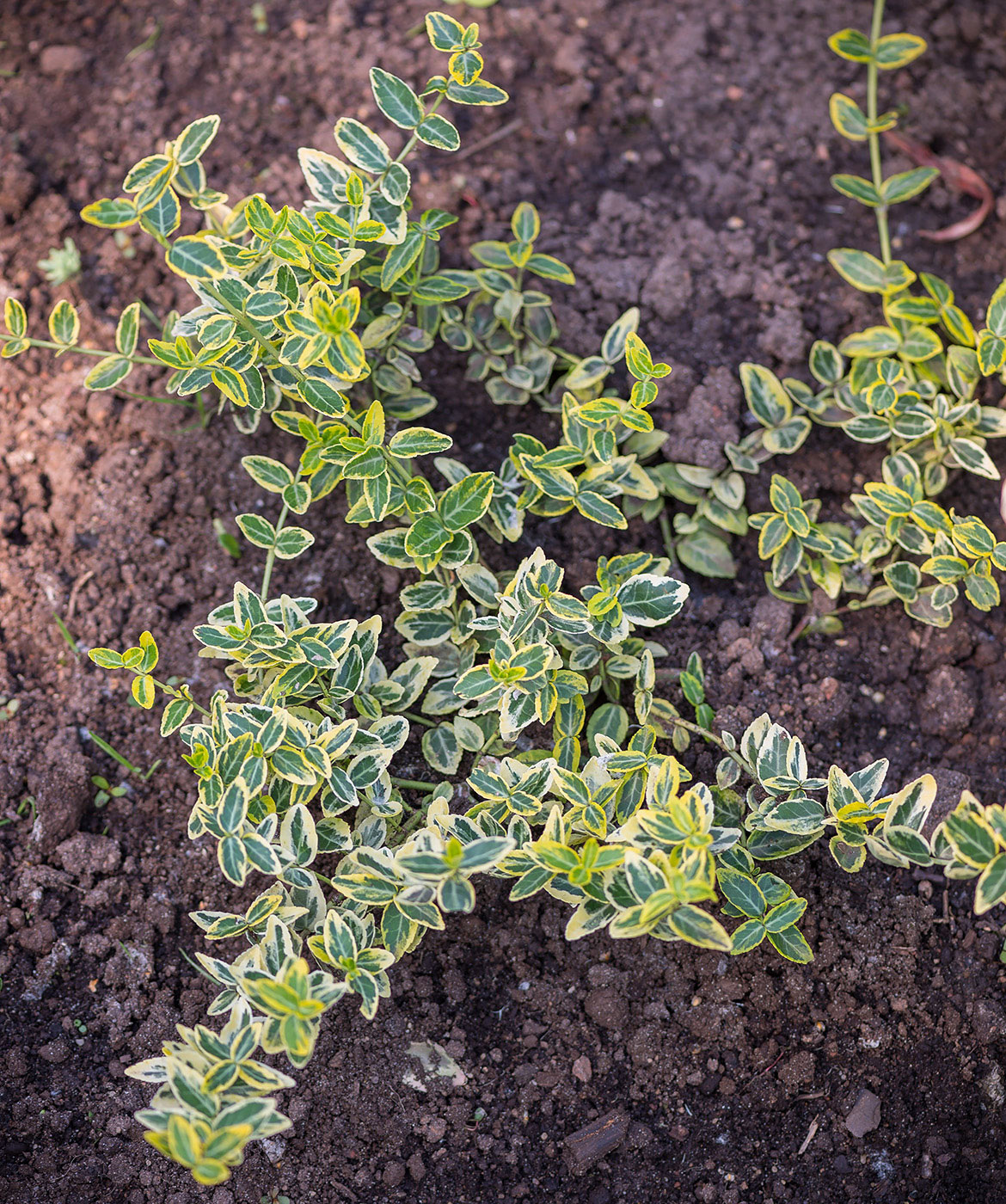 Изображение особи Euonymus fortunei.