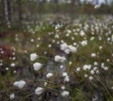 Eriophorum vaginatum. Верхушки побегов с соплодиями. Пермский край, Краснокамский р-н, сосново-пушицево-кустарничково-сфагновое болото. 17.06.2018.