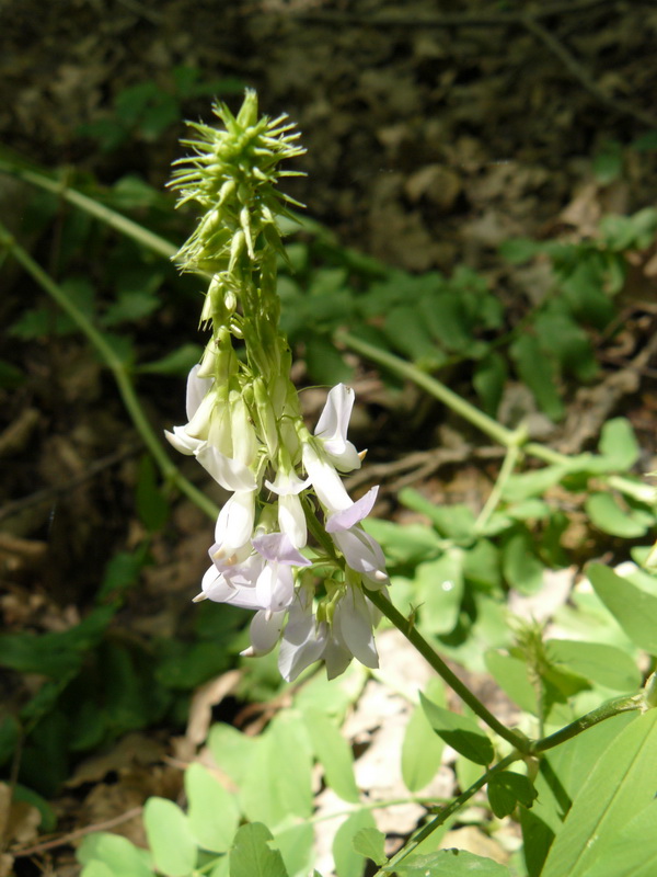 Изображение особи Galega officinalis.