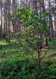 Sambucus racemosa. Плодоносящее растение. Тверская обл., Конаковский р-н, побережье Иваньковского вдхр., опушка сосняка. 25.08.2019.