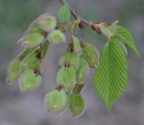 Ulmus laevis. Верхушка побега с листьями и завязавшимися плодами. Кировская обл., окр. г. Кирово-Чепецк, долина р. Вятка, берег карьера. 10.05.2019.