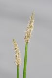 Eleocharis palustris