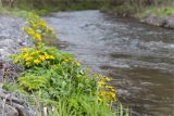 Caltha palustris