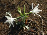 Pancratium maritimum