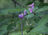 Lespedeza bicolor. Соцветие. Москва, ГБС, дендрарий. 31.08.2021.