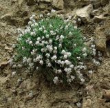 Oxytropis dasypoda