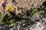 Taraxacum scariosum