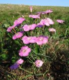 Dianthus repens. Цветущее растение на задернованном склоне моренного холма. Полярный Урал, долина Большой Лагорты (Бол. Лохорты). 17.07.2007.