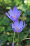 Crocus speciosus. Цветки. Краснодарский край, Черноморское побережье Кавказа, г. Новороссийск, в культуре. 29 октября 2018 г.