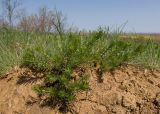 Galium verum. Вегетирующее растение. Краснодарский край, Темрюкский р-н, гора Дубовый Рынок, остепнённый луг. 14.04.2018.