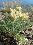 Oxytropis pilosa. Цветущее растение. Крым, гора Северная Демерджи, на скале. 25 июня 2011 г.