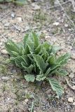 Phlomoides uniflora