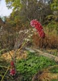 Sanguisorba magnifica