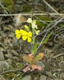 Chorispora sibirica. Цветущее и плодоносящее растение. Казахстан, Карагандинская обл., мелкосопочник. 14.05.2011.