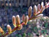 Salix udensis