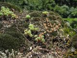 Sedum antiquum. Вегетирующие и плодоносящие растения на задернованном известняковом обнажении. Украина, Закарпатская обл., Раховский р-н. 26 августа 2008 г.