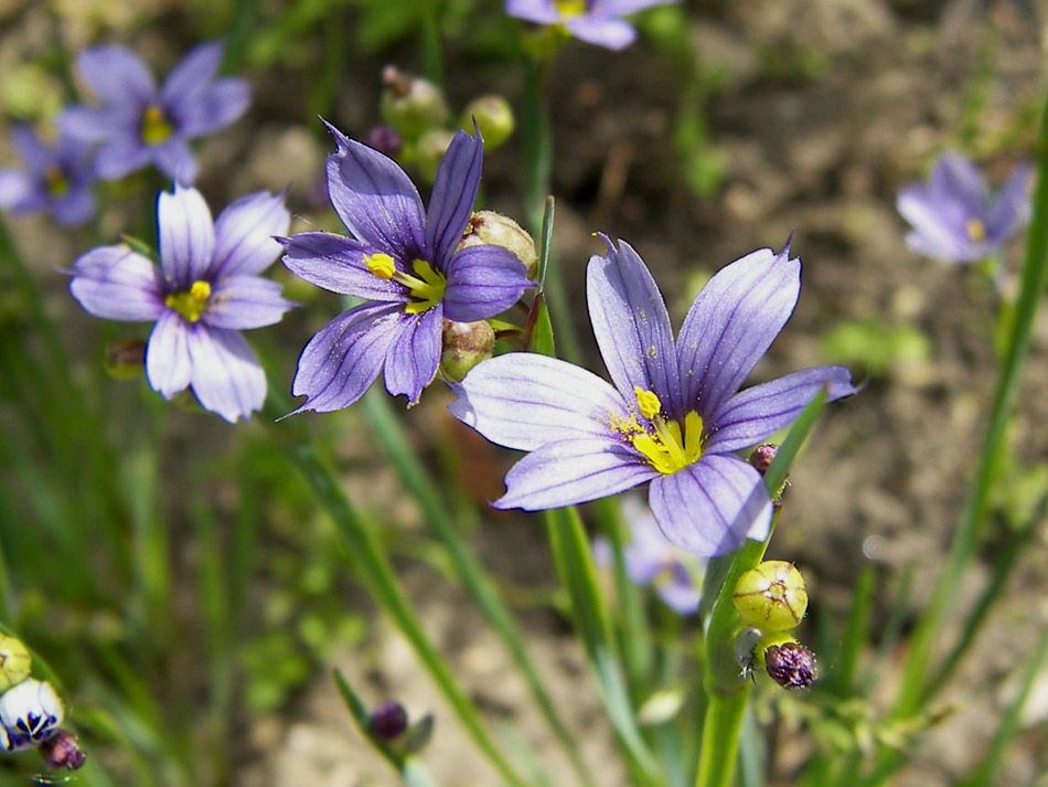 Изображение особи Sisyrinchium septentrionale.