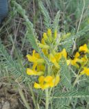 Astragalus caraganae