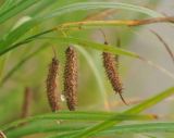 Carex cryptocarpa