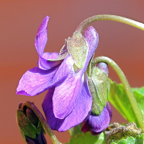 Фиалка венская (Viola × vindobonensis)