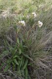 Valeriana tuberosa