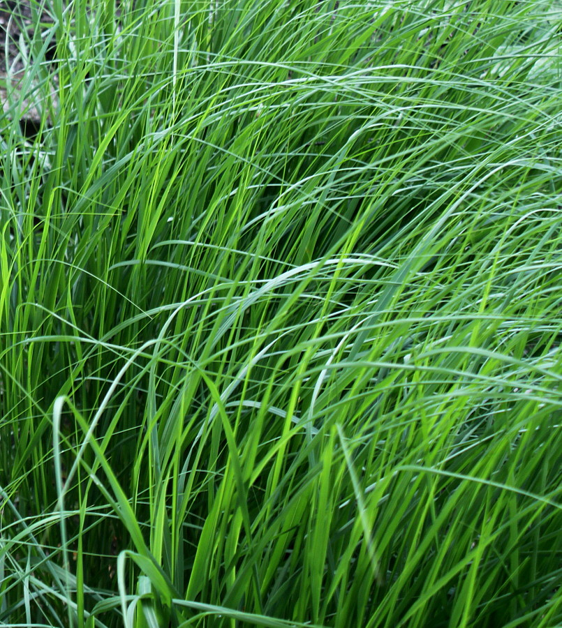 Изображение особи Achnatherum calamagrostis.