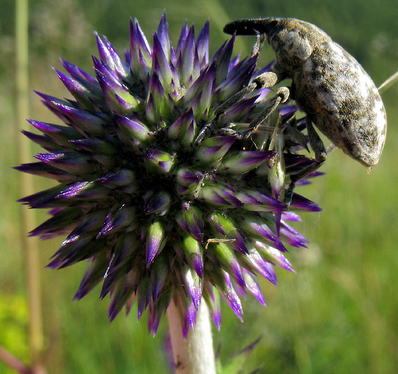 Изображение особи Echinops tataricus.