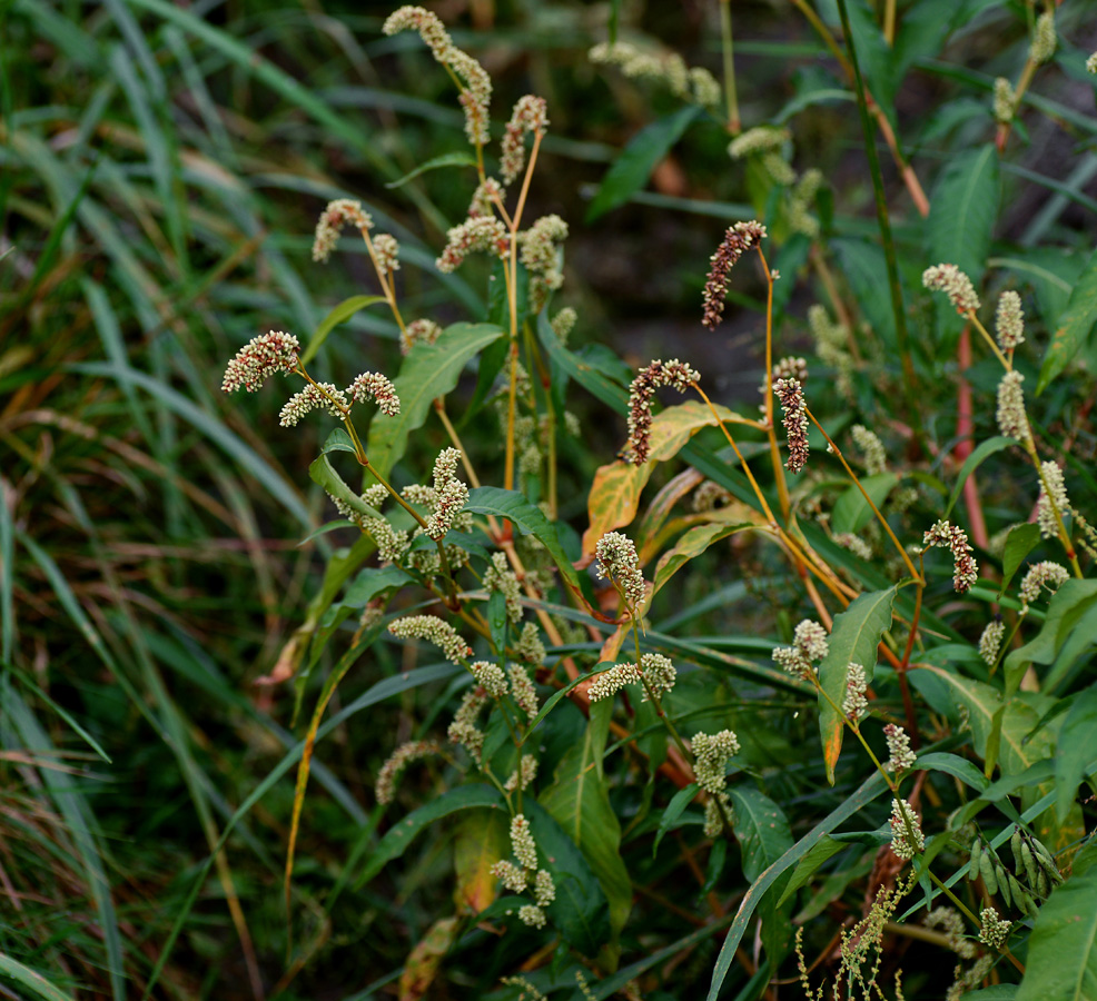 Изображение особи Persicaria lapathifolia.