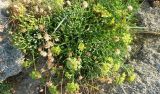 Crithmum maritimum. Цветущее растение. (+ неопознанное плодоносящее) Франция, Бретань, Киберон, берег Бискайского залива 25.07.2013.