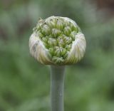 Allium cyrilli