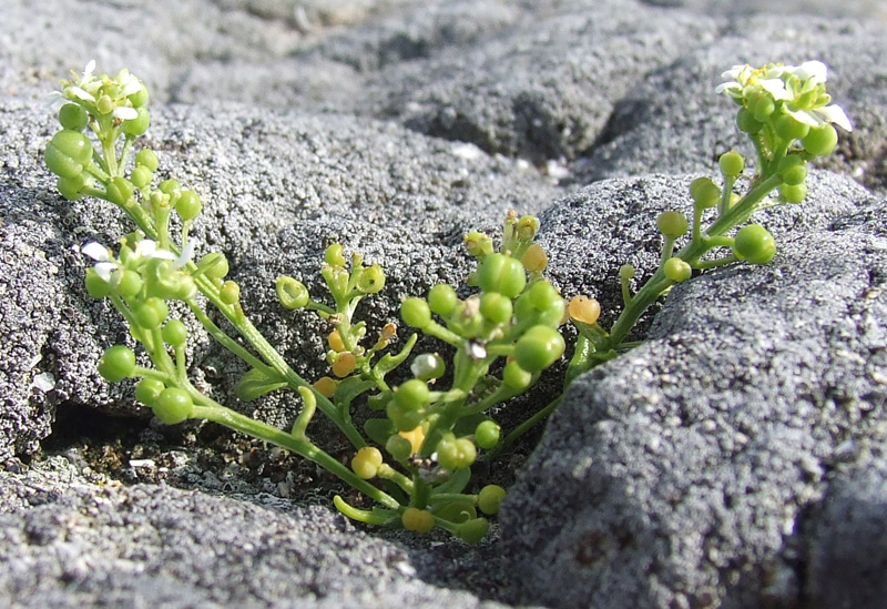 Изображение особи Cochlearia officinalis.