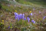 Campanula rotundifolia. Цветущее растение на луговинке среди приморской вороничной тундры. Мурманская обл., п-ов Средний, м. Волоковый. 27.07.2014.