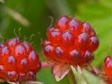 Rubus arcticus