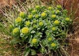 Rhodiola rosea