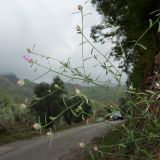 Centaurea deusta