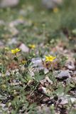 Potentilla orientalis