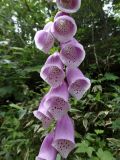 Digitalis purpurea. Часть соцветия. Курильские о-ва, о-в Кунашир, окр. дачного пос. Третьяково, одичавшее из культуры. 24 июля 2015 г.