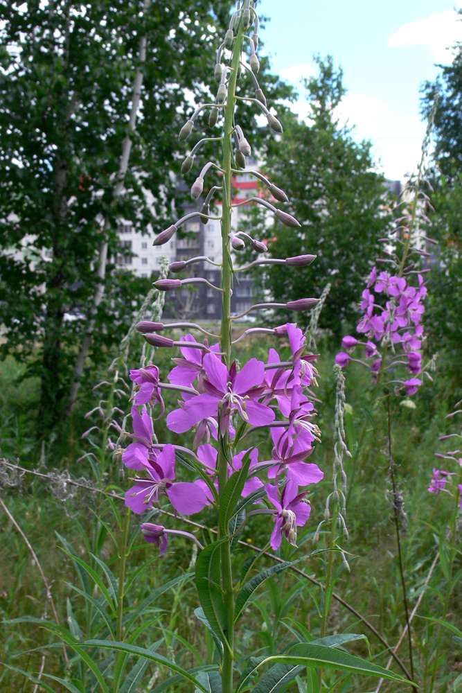 Изображение особи Chamaenerion angustifolium.