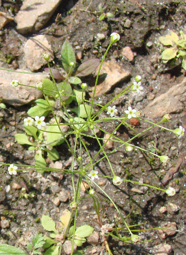 Изображение особи Androsace filiformis.