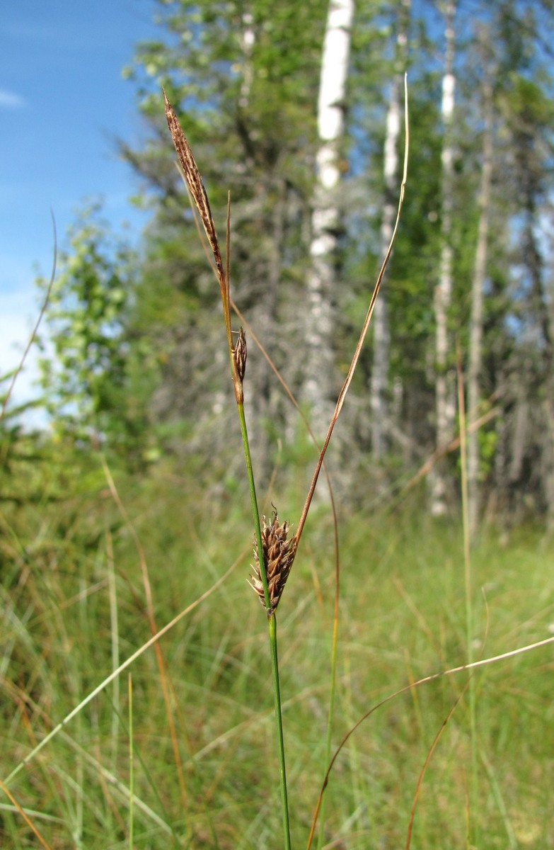 Изображение особи Carex lasiocarpa.