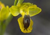 Ophrys lutea. Цветок. Греция, Эгейское море, о. Парос, окр. г. Лефкес, Византийская тропа; обочина горной туристической мощёной дороги. 13.04.2015.