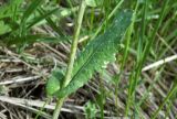 Brassica campestris