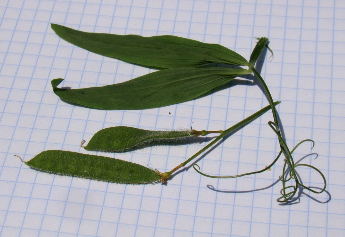 Image of Lathyrus hirsutus specimen.