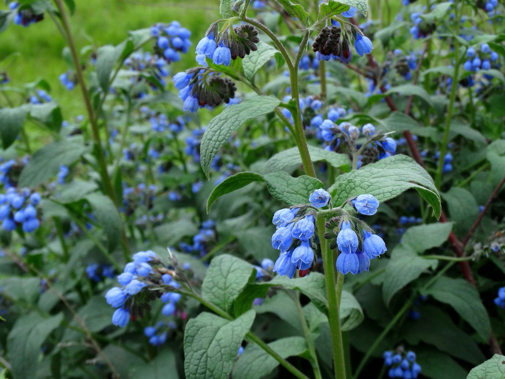 Изображение особи Symphytum caucasicum.