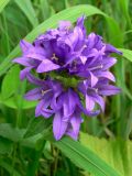 Campanula glomerata. Верхняя часть соцветия. Свердловская обл., окр. с. Курганово, Верхнемакаровское вдхр., разнотравная полянка в смешанном лесу. 11.07.2009.