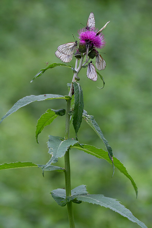 Изображение особи Cirsium helenioides.