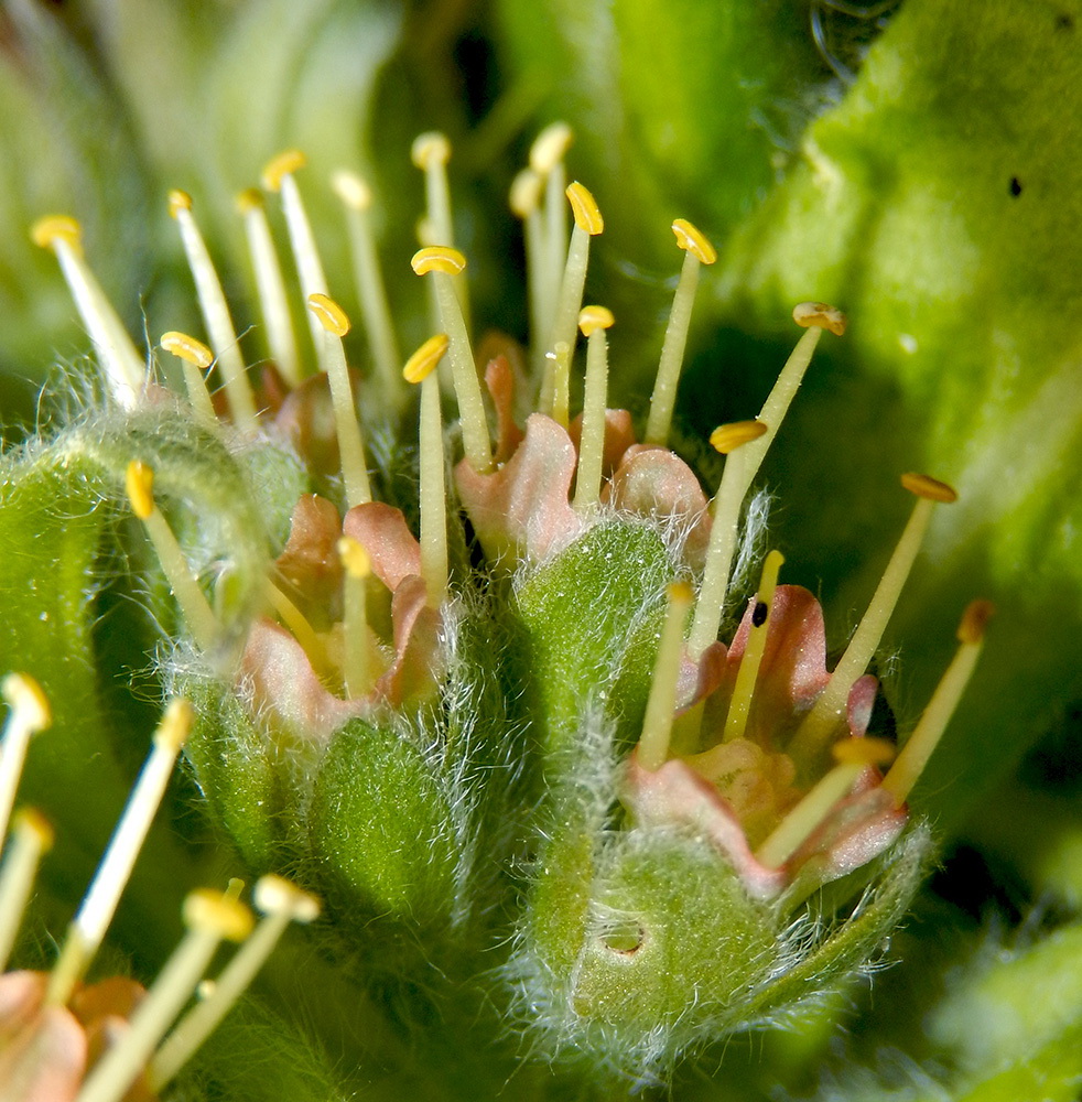 Изображение особи Solenanthus biebersteinii.