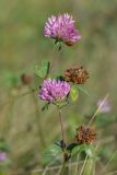 Trifolium pratense