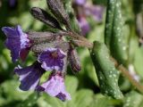 Pulmonaria officinalis. Верхушка побега с соцветием. Москва, Воронцовский парк, лужайка в дубовой роще, в культуре или одичавшее. 15.05.2017.