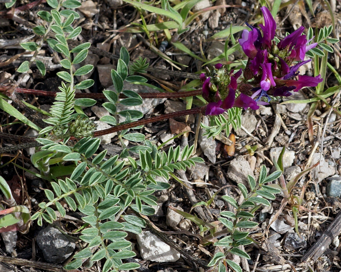 Изображение особи Astragalus cancellatus.